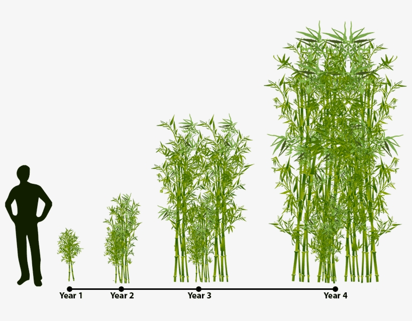 Bamboo Multiplication Chart - Gracilis Bamboo, transparent png