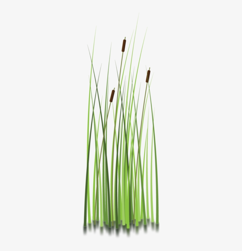 Sweet Grass Clipart - Moore Haven, transparent png