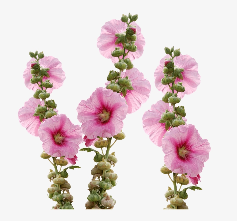 Hollyhock - Мальва Пнг, transparent png