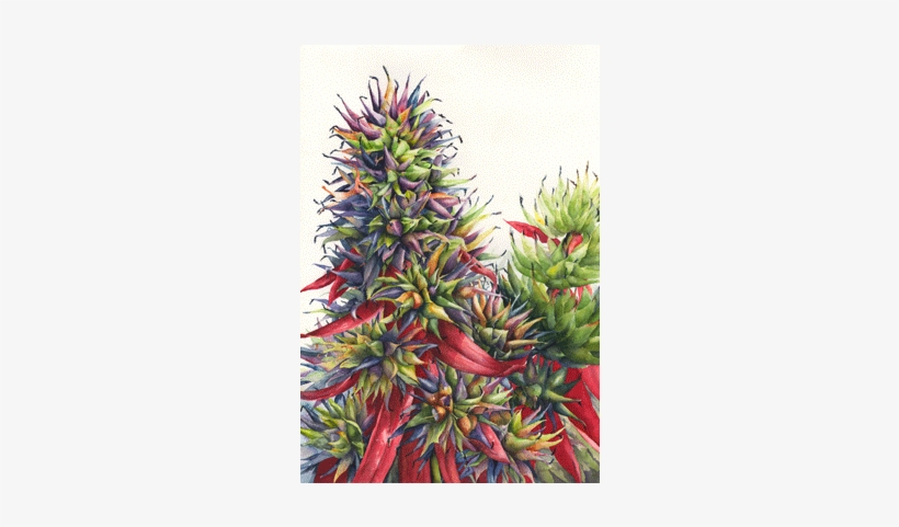 It's A Riot - Watercolor Painting, transparent png