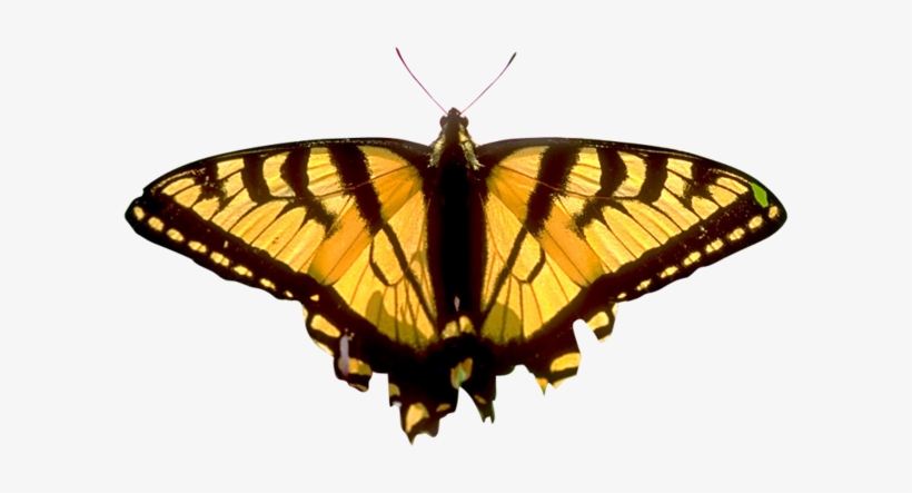 Butterfly Png Image - Butterfly, transparent png