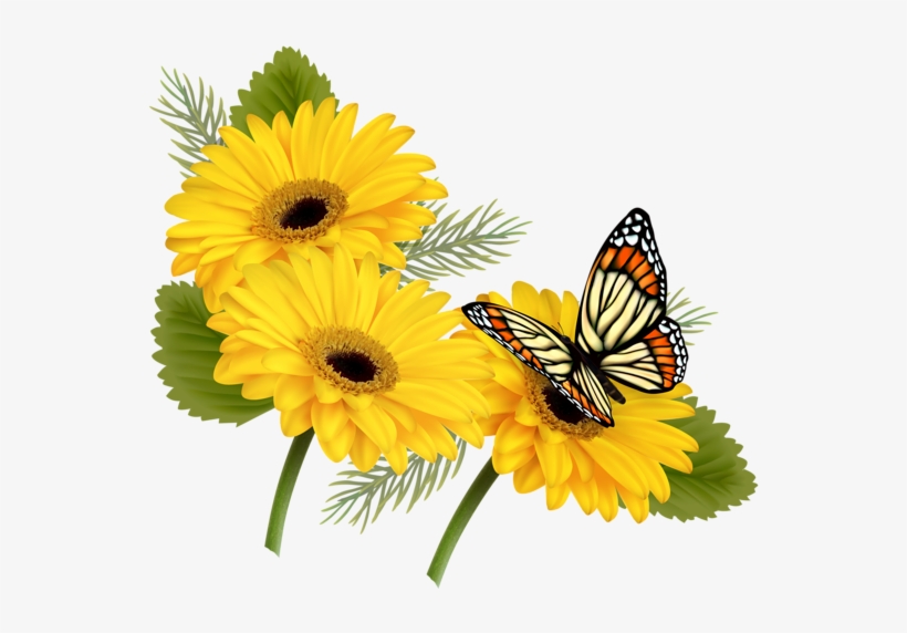 Yellow Gerberas With Butterfly - Butterfly On Flower Clipart, transparent png