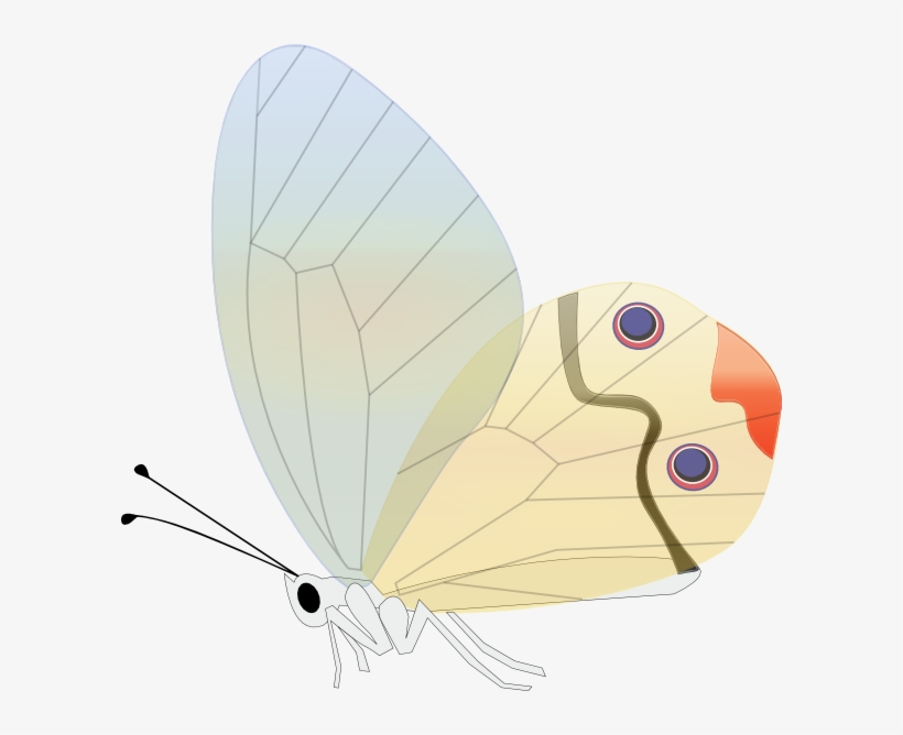 Yellow And Black Butterfly Png Clipart Image - Custom Butterfly Shower Curtain, transparent png