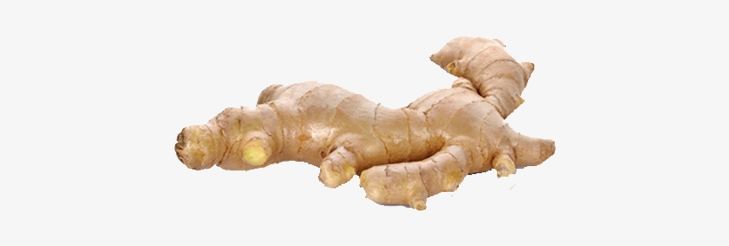 Aromatic, Pungent And Also Spicy, Ginger Provides A - Fresh Ginger Ginger Hd, transparent png