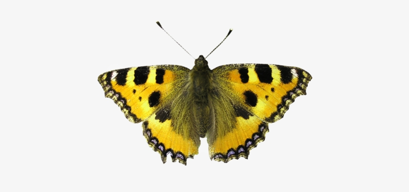 Isolated Isolated,isolated Image,bug,background Removing, - Smoking Is Dangerous! Transform Your Life Now!, transparent png