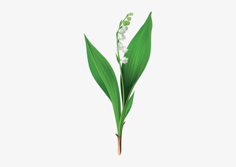 Gallery - Recent Updates - Lily Of The Valley Png, transparent png