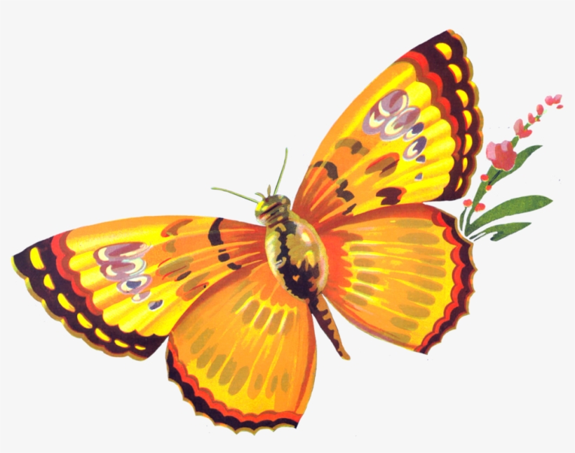 Butterfly Freebie By Chocolate-rabbit On Deviantart - Mariposa Apple Label - San Francisco, Ca, transparent png