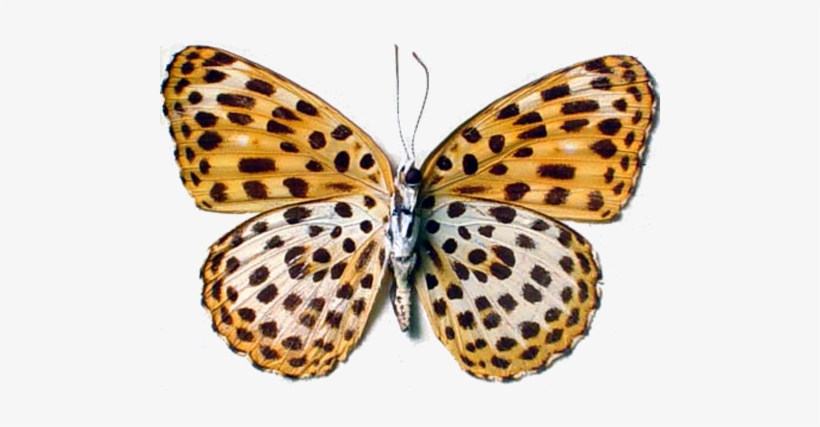 I Am A Leopard Leopard Butterfly - Real Butterflies Png Transparent, transparent png