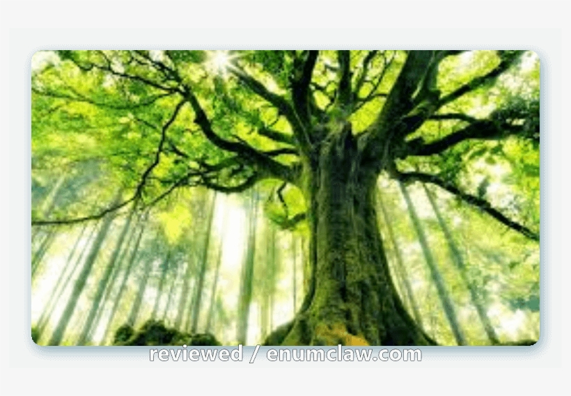 God's Word, The Holy Bible Isn't Looking So Foolish - Creative Art- Canvas Large Art Print Spring Forest, transparent png