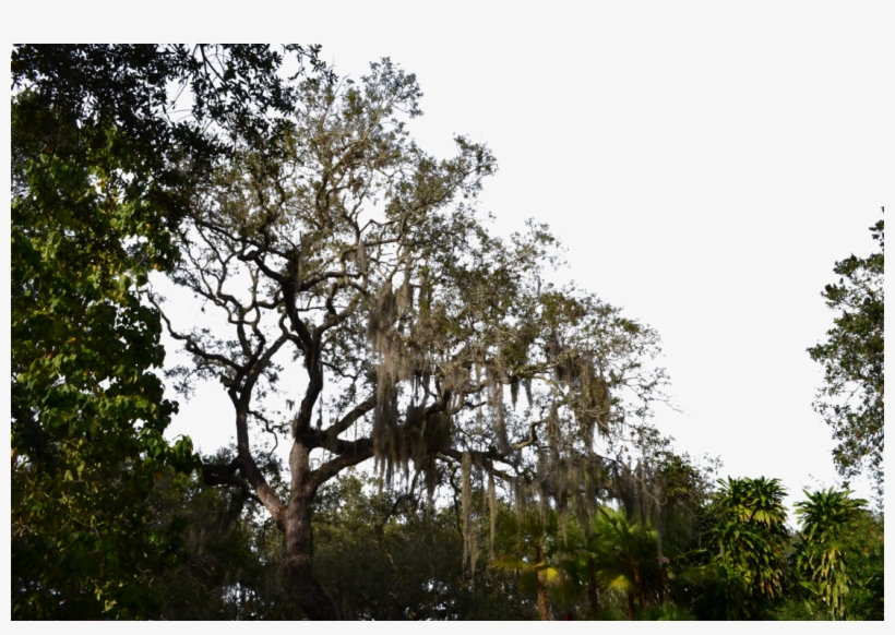 Royalty Free Transparentpng - Transparent Forest Png, transparent png