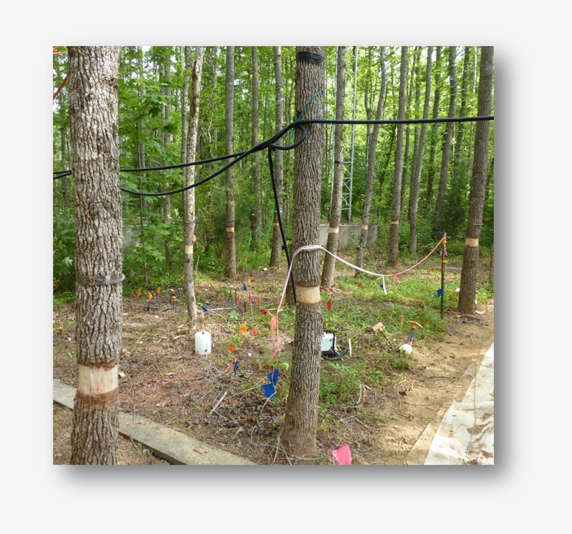 Girdled Trees - Tree, transparent png