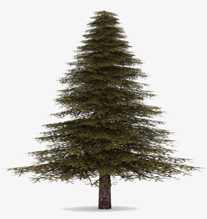 Fir-tree - Fir Tree Transparent, transparent png