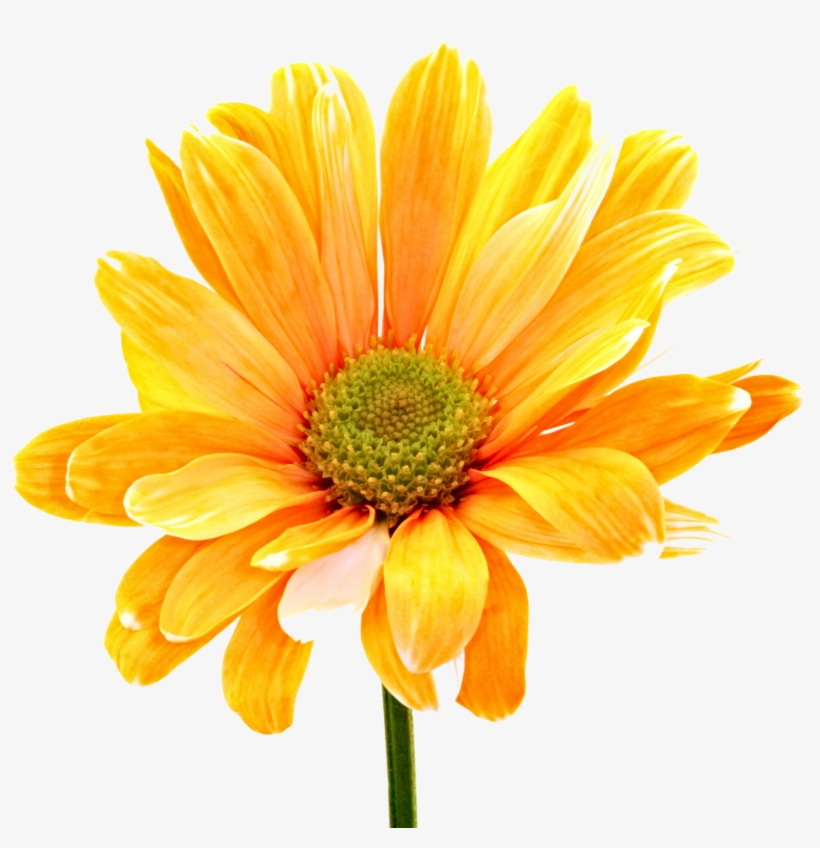 Colorful Flowers Png Orange Daisy - Young Women Value Choice And Accountability, transparent png