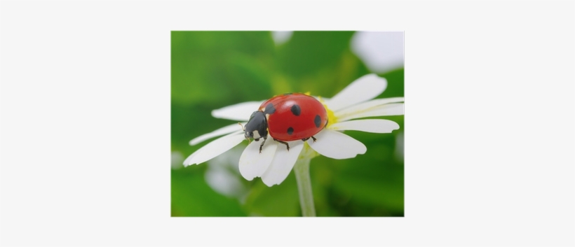 Ladybird Beetle, transparent png