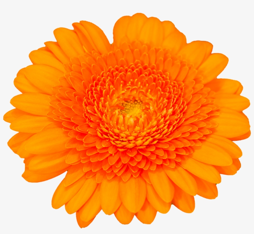 Gerbra, Isolated, Orange, Transparent, Blossom, Bloom - Orange Flower Transparent, transparent png