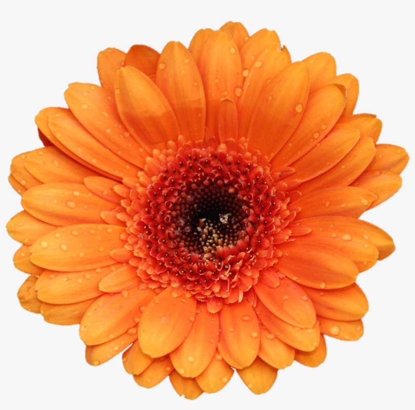 Go To Image - Orange Flower White Background, transparent png