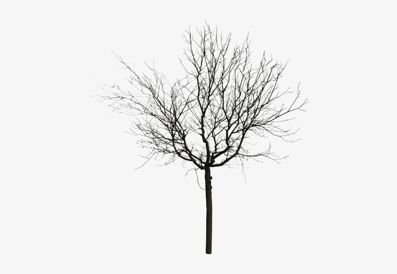 Walnut Mode 11 Walnut Mode 12 - Trees Black And White Png, transparent png