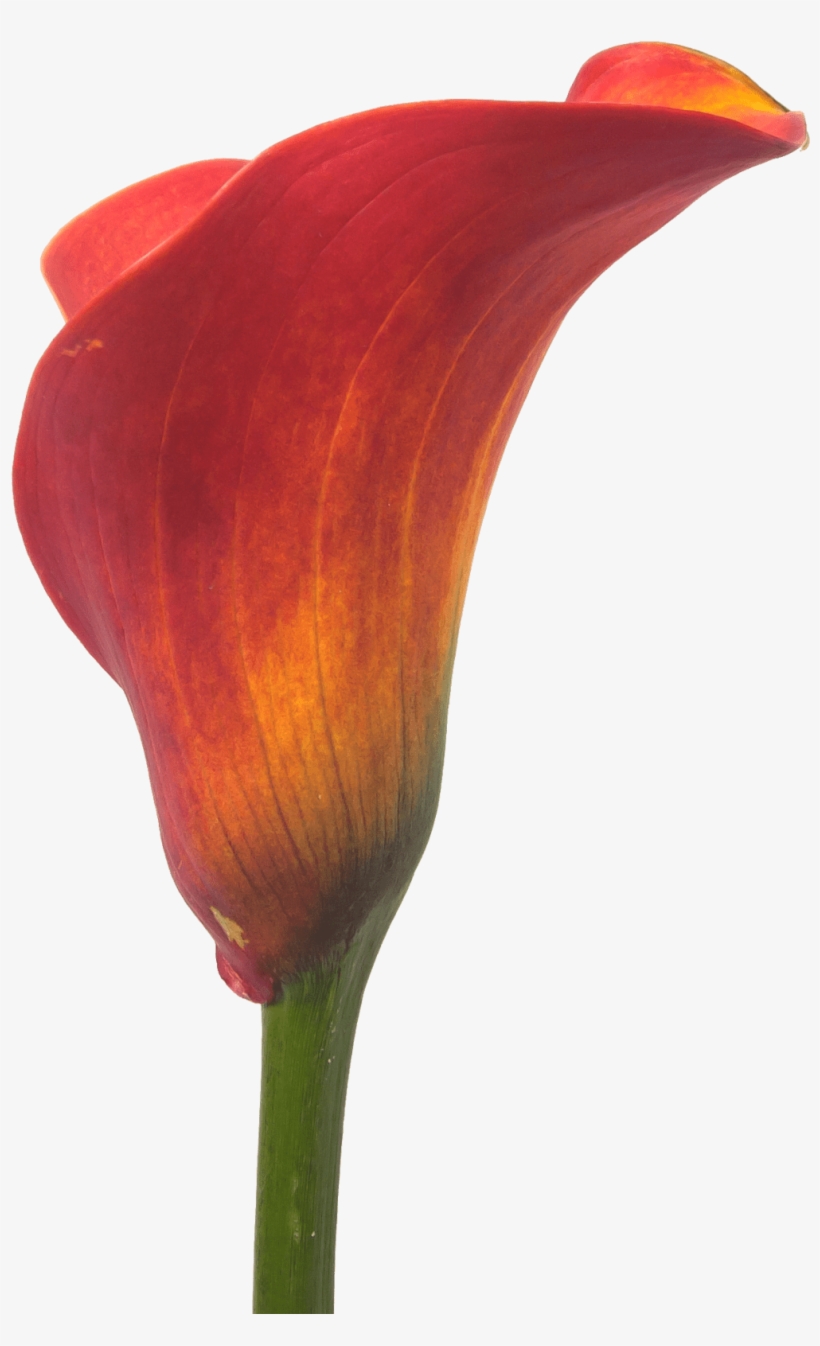 Calla Trinity - Flower, transparent png
