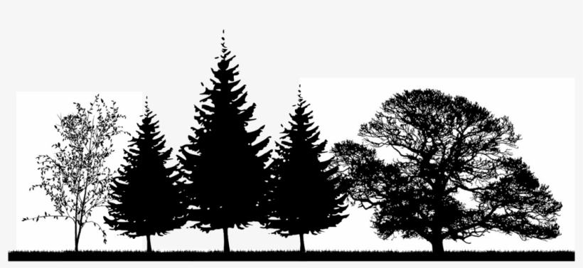 The Right Tree, In The Right Place, Can Help Provide - Oak Tree Silhouette Png, transparent png