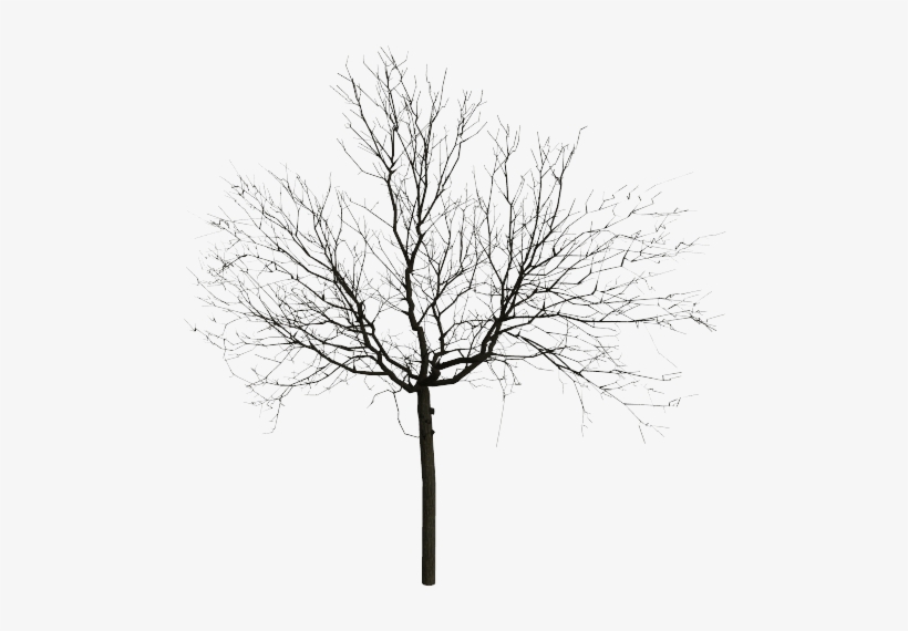 View Topic - Tree, transparent png