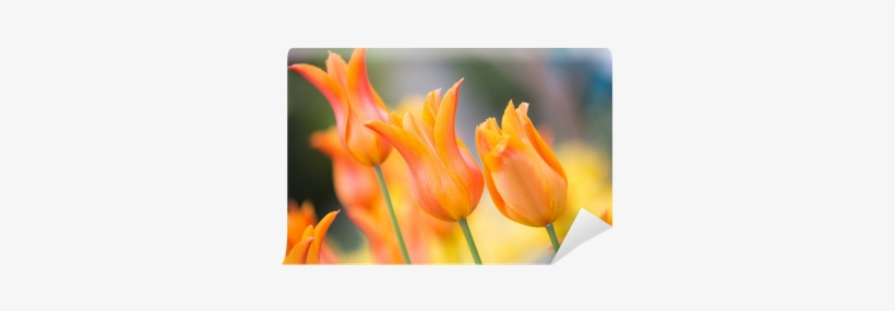 Sprenger's Tulip, transparent png