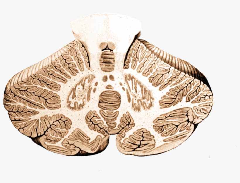 Cerebellum Cross-section, Without Labels - Cerebellum Cross Section, transparent png