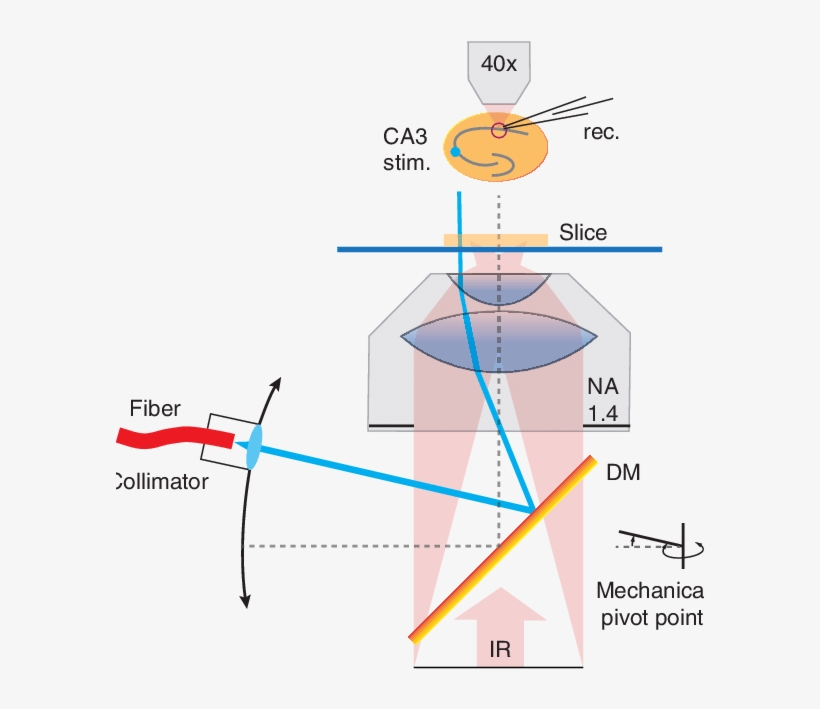 Beam Steering Through Condenser For Off-center Light - Numerical Aperture, transparent png