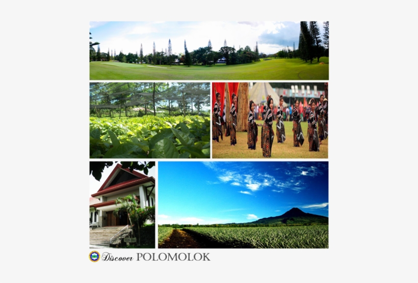 240 × 240 Pixels - Plantation, transparent png