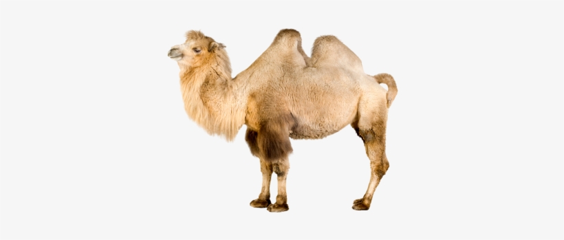 Camel Isolated Real Photo 300dpi, Camels, Reality, - Camel White Background, transparent png