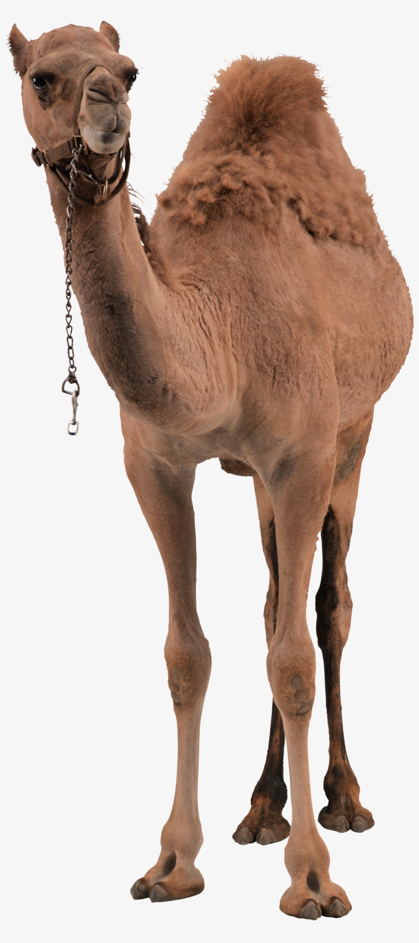 Camel Png Pic - Camel Png, transparent png