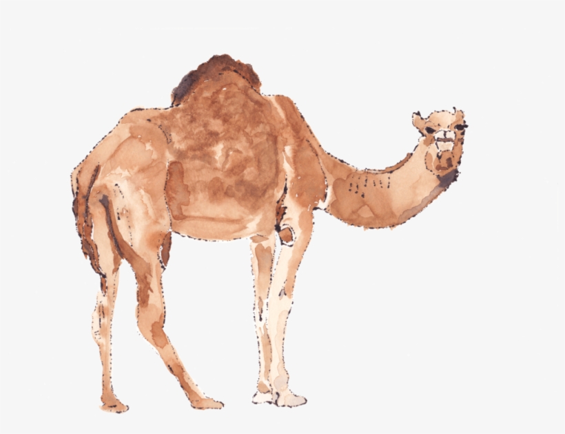 I Have Created Watercolor And Ink Illustrations For, transparent png