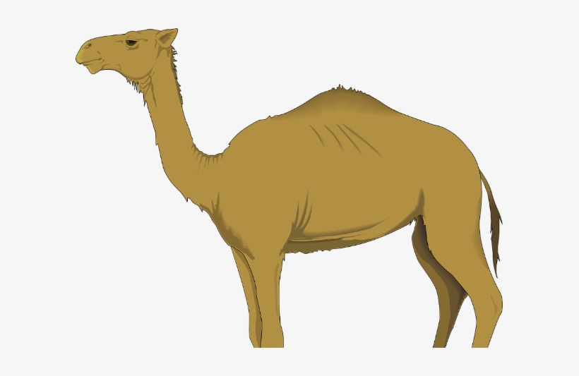 Montessoir Nomenclature Cards - Transparent Background Camels Clipart, transparent png