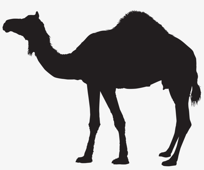 Camel Png, transparent png