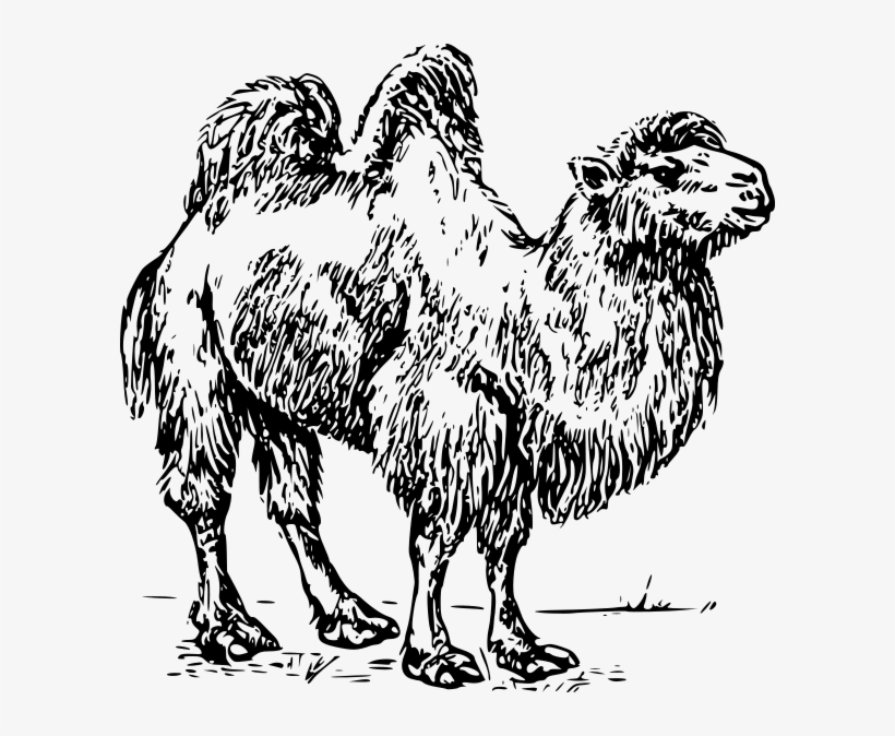 Camel 01 Clipart Png, transparent png
