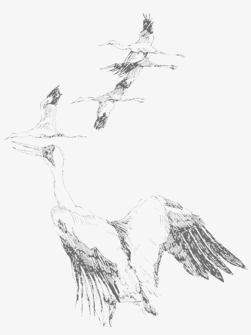 Geese Copy - Sketch, transparent png