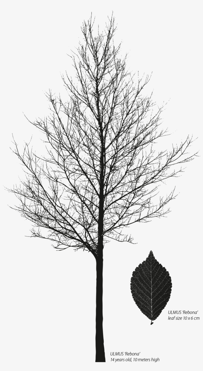 Ulmus 'rebona' Street • References - Oak, transparent png