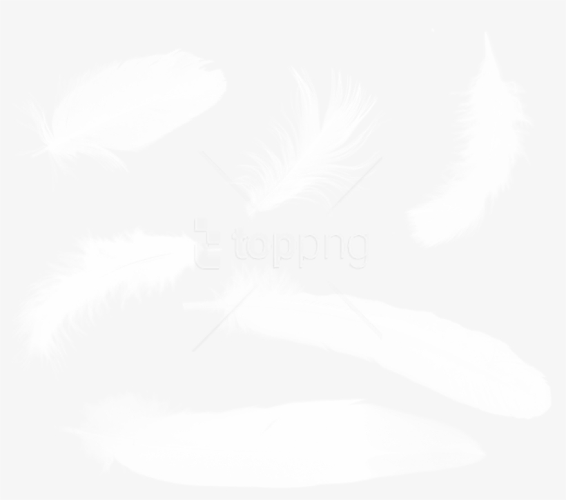 Download Feather Png Images Background - Перья Png, transparent png