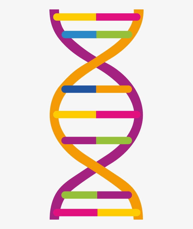 Dna Png Pic - Dna Png, transparent png