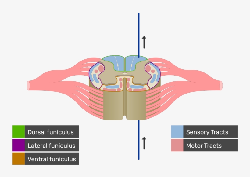 An Image Showing The Sensory Tract Action Potential - Lateral Funiculus, transparent png
