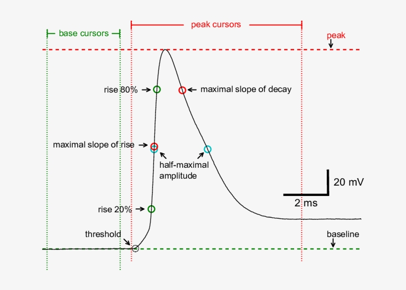 Principal Measurements Obtained When Base And Peak - Map, transparent png