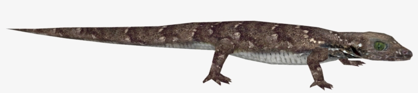 Siamese Green-eyed Gecko - Gekkonidae, transparent png