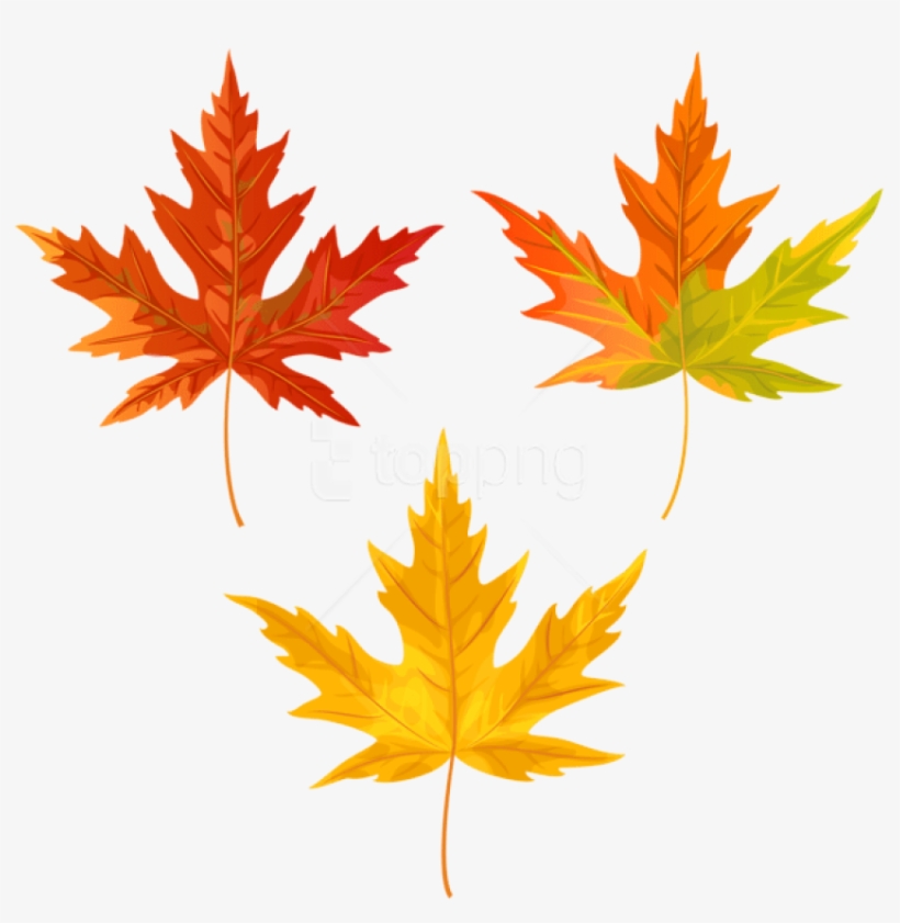 Free Png Download Orange Fall Leaves Clipart Png Photo - Maple Leaf, transparent png