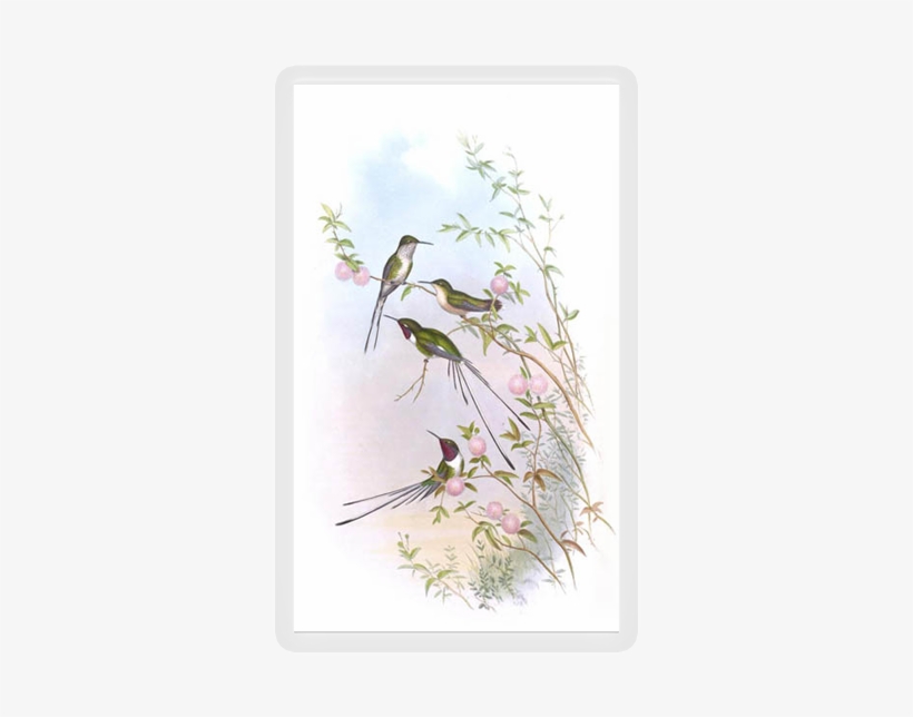 Hummingbird, transparent png