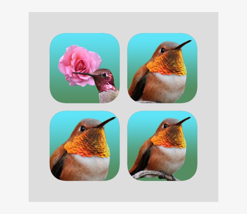 Hummingbird Multisize Stickers On The App Store - Old World Flycatcher, transparent png
