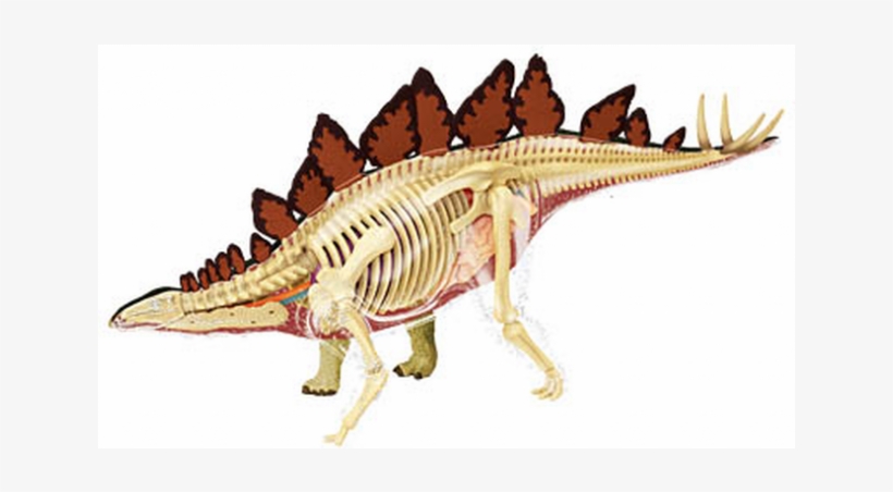 Stegosaurus Anatomy Model - Ankylosaurus, transparent png