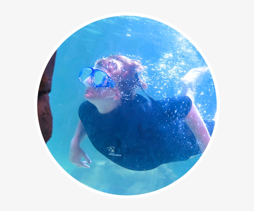 Select Number Of Snorkel With Stingrays Plus Admission - Underwater, transparent png