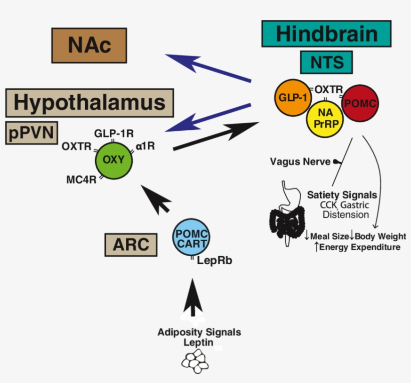 A Schematic Of Proposed Cns Circuitry Involved In Oxytocin - Oxytocin Circuitry, transparent png