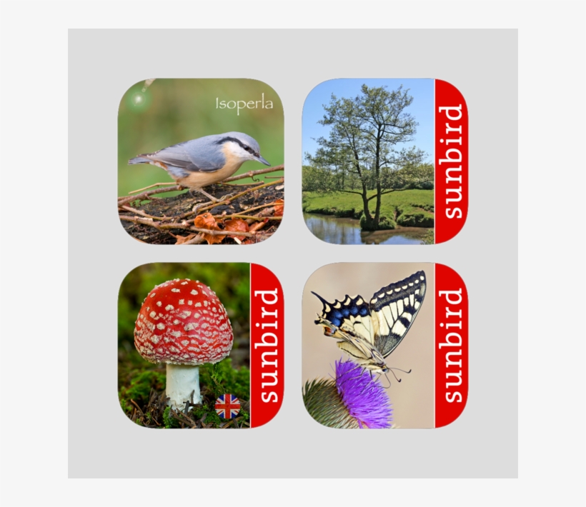 Sunbird Xxl Nature Box Uk - Agaric, transparent png