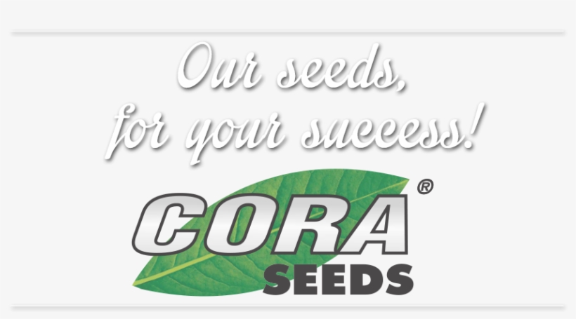 Seed, transparent png