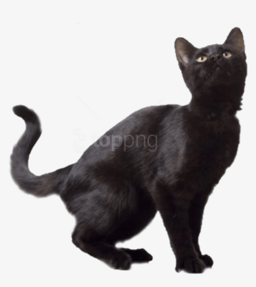 Black Cat Background - Black Cat Transparent Background, transparent png